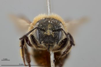 Media type: image;   Entomology 792447 Aspect: head frontal view
